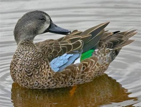 Blue Winged Teal Duck Anas Discors North America Teal Duck Blue