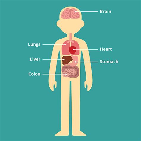 We provide millions of free to download high definition png images. Best Cartoon Of The Organs In The Body Illustrations ...