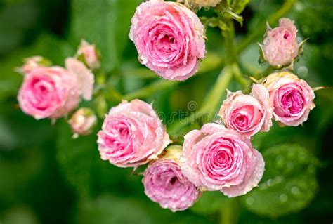 Close Up Bouquet Of Pink Blooming Rose Bush Called Mimi Eden A Pink