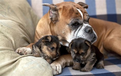 Mother Dog With Two Puppies 2560 X 1600 Wallpaper