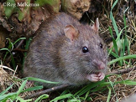 Brown Rat Tennessee Wildlife Resources Agency