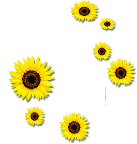 Common Sunflower Euclidean Vector Clip Art Sunflower Png Download