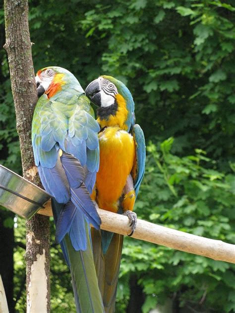 Parrots Birds Colorful Free Photo On Pixabay