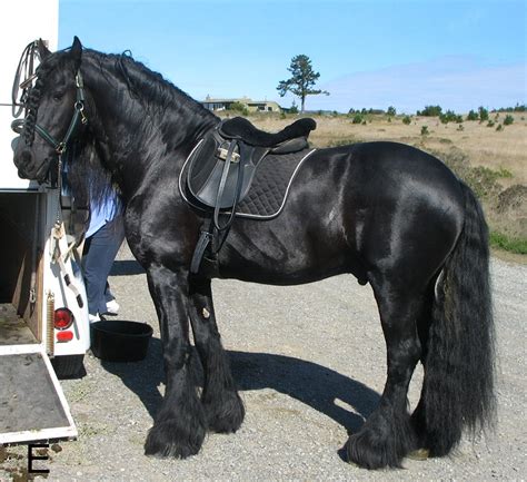 Filefriesian Horse 1 Wikimedia Commons