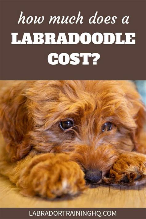 99% of dog owners will make these 7 mistakes when raising their labradoodle. How Much Does A Labradoodle Cost? - LabradorTrainingHQ
