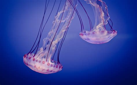 And the point of that, in turn, was to test how the jellyfish would respond when they were back on. Daily Wallpaper: Beautiful Jellyfish From the Monterey Bay ...