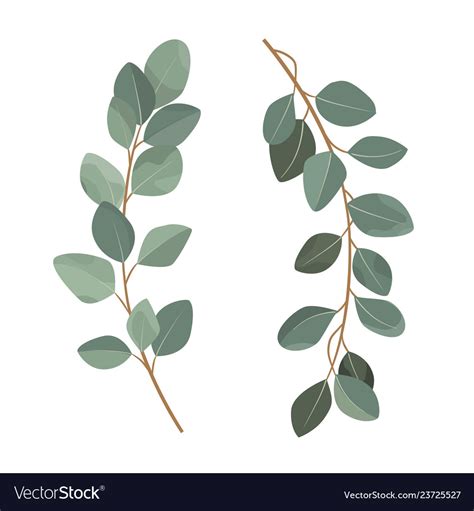 Set Of Eucalyptus Branches Isolated On White Vector Image