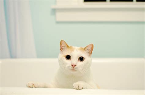 Why Do Cats Love The Bathtub Popsugar Uk Pets