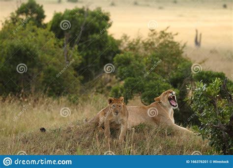 Magnificent Lioness Roaring Next To Her Cub On The Fields Of The