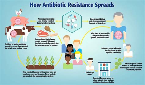 Antimicrobial Resistance In Bacteria Shigella Food Poisoning