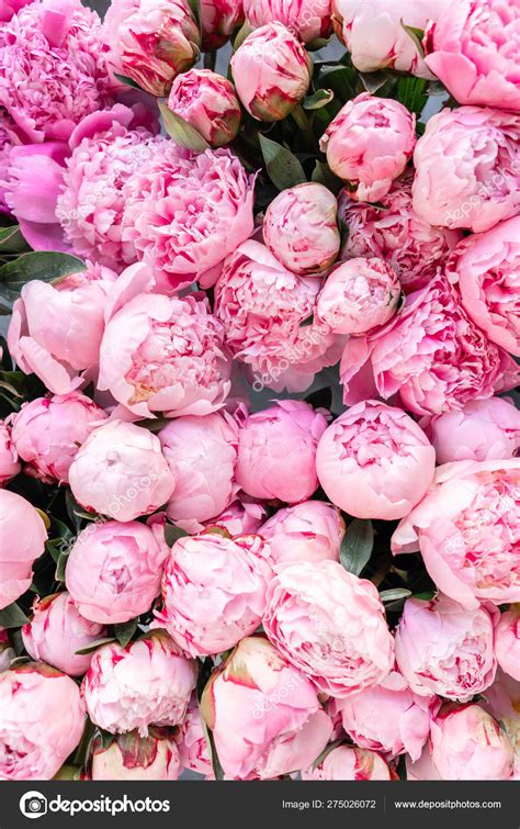 Floral Carpet Or Wallpaper Background Of Pink Peonies