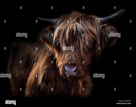 Highland Cattle In Scotland Portrait Stock Photo Alamy
