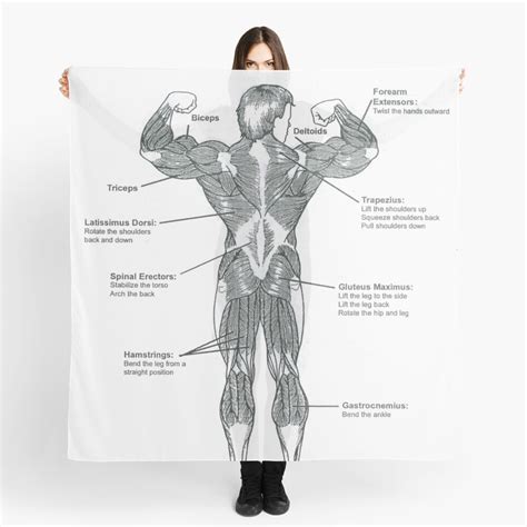 Muscle chart superficial and intermediate back. Muscle Chart Back - The Human Muscular System Laminated ...