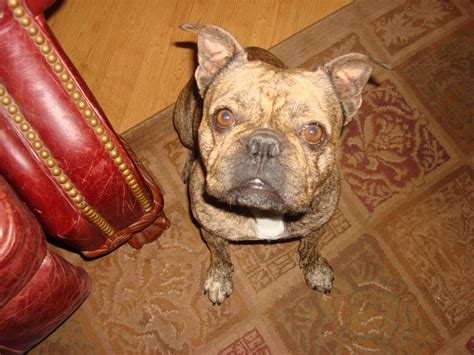 25 Tiger Stripe French Bulldog For Sale Photo Bleumoonproductions