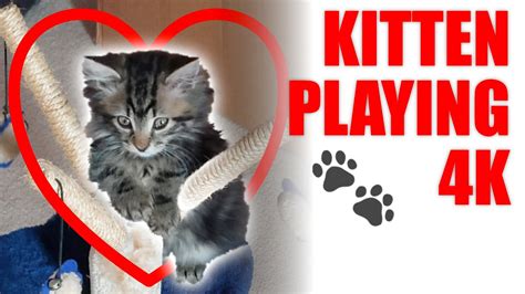 cute kitten loves playing with daddy youtube
