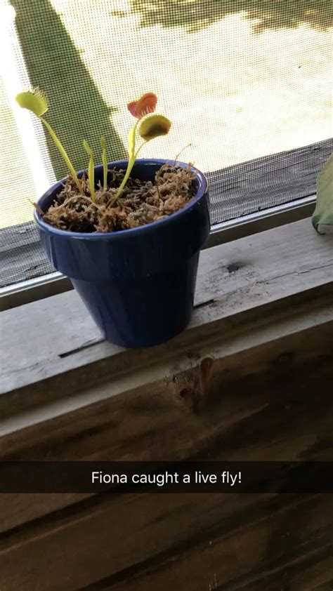 Carnivorous Plant Newbie Here Just Transplanted To A New Pot With
