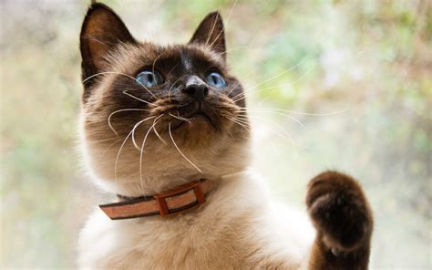 Download Wallpapers Balinese Cat Pets Breeds Of Domestic Cats A Cat