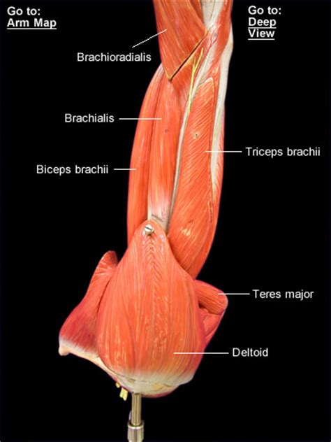 Map Of Arm Muscles Two Jointed Muscles Of The Arms How To Train Them