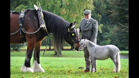 Horse Sounds And Pictures ~ Top 10 Most Popular Horse Breeds Youtube