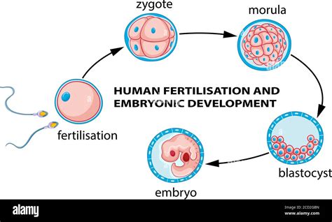 Human Fertilization And Embryo Development Illustration Stock Vector