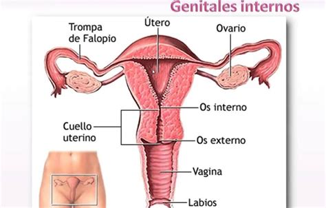 Esquema Del Aparato Reproductor Femenino Fotos Gu A