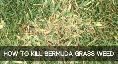 How To Kill Bermuda Grass And Get Rid Of It In Your Lawn Cg Lawn