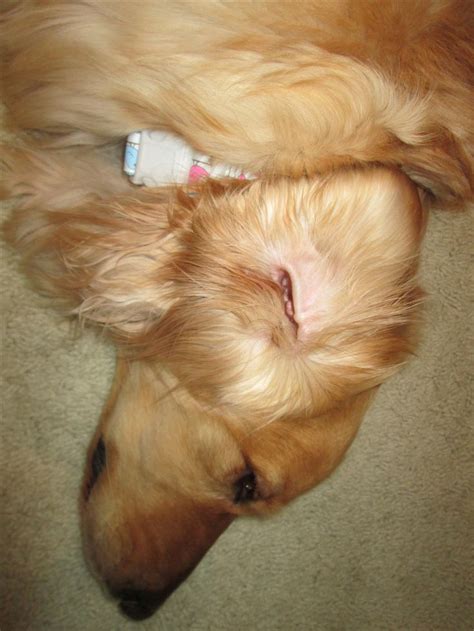 Golden Retrievers Are Prone To Ear Problems They Need Weekly Checking