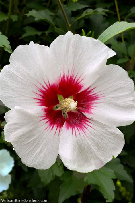 Buy Red Heart Rose Of Sharon Single Trunk Tree Free Shipping Wilson