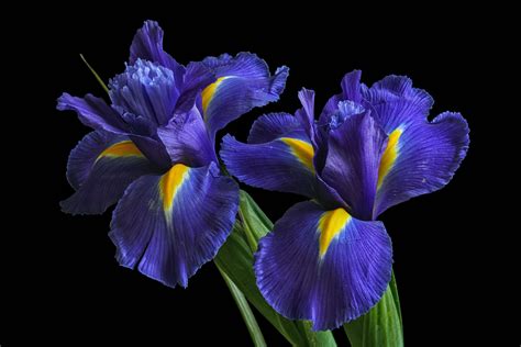 Irises Wallpapers Wallpaper Cave