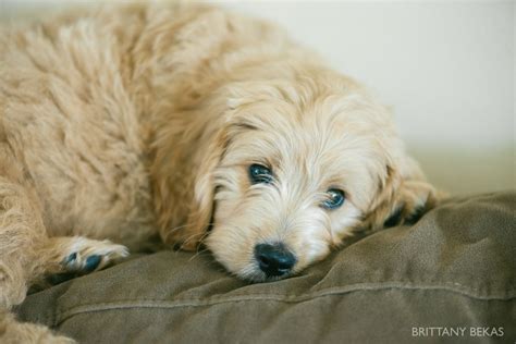 Spaniel puppies baby puppies cute puppies dogs and puppies doggies border collie puppies collie dog west highland terrier cute dogs breeds. MEET CLIFTON // mini goldendoodle - Brittany Bekas | fine art wedding and lifestyle photographer