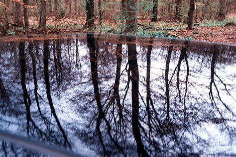 Reflection Of Trees In A Forest In Car Roof Photograph By Matthias