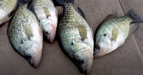 Crappie Fishing In Texas Tips Free Guides