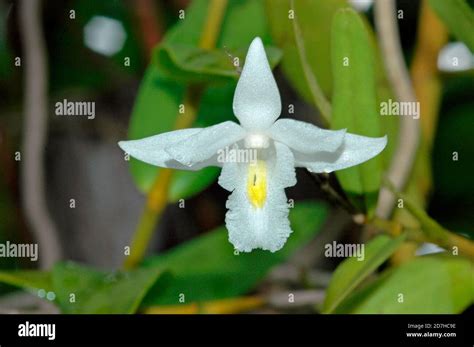 Pigeon Orchid Dendrobium Crumenatum Flower Tropical Asia Stock Photo