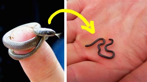 15 Strangest Animals That Are Hard To Believe Are Real Youtube