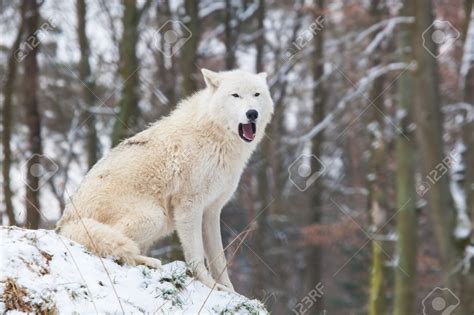 Portrait Of A Howling Arctic Wolf Sitting On A Hill In A Snowy Wolf