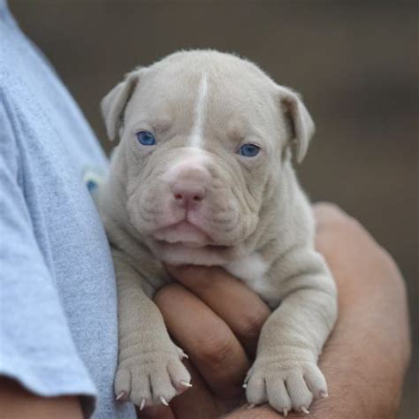 World renowned mr pitbull brand american pitbull puppies for sale. Red Nose Pitbull Puppies For Sale | Pitbull puppies for ...