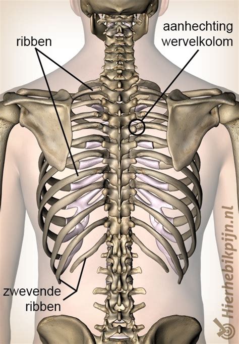 Anatomy Of Right Side Of Back Of Rib Cage Rob And The Animals