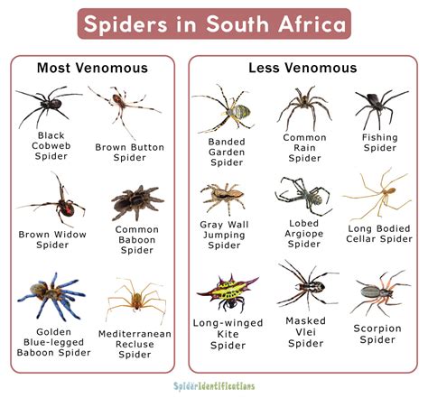Types Of Spiders In South Africa List With Pictures