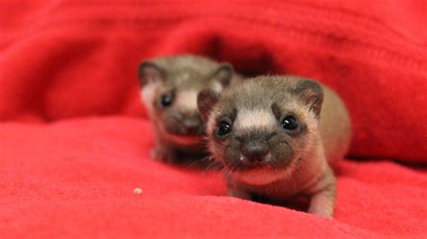 Two Baby Long Tailed Weasels Make Rare Trip To Care Center In Burlingame
