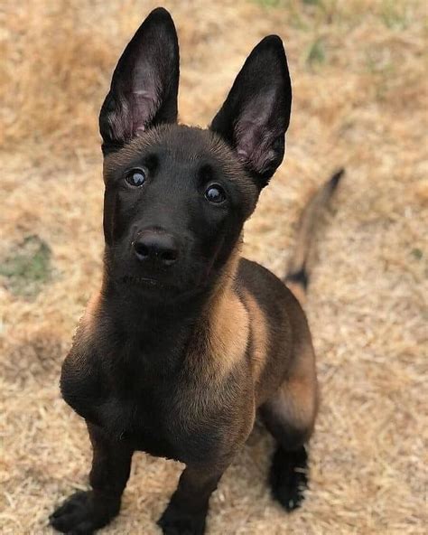 14 Interesting Facts About Belgian Malinoises Malinois Puppies