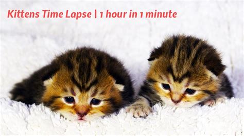 Kittens Time Lapse 1 Hour In 1 Minute Youtube