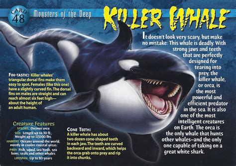 Killer Whale Weird N Wild Creatures Wiki Fandom