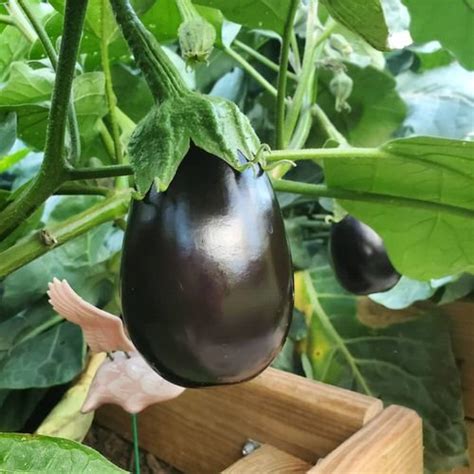 15 Different Types Of Eggplant Varieties Best Eggplants To Grow