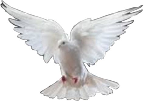 Dove Png By Artpassion12 On Deviantart