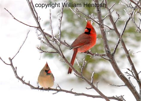 Cardinal Couple Winter Setting Photography Bird Wildlife Etsy