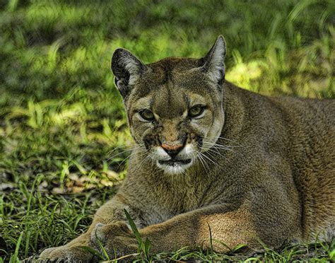 Florida Panther Agitated Photograph By Keith Lovejoy Fine Art America