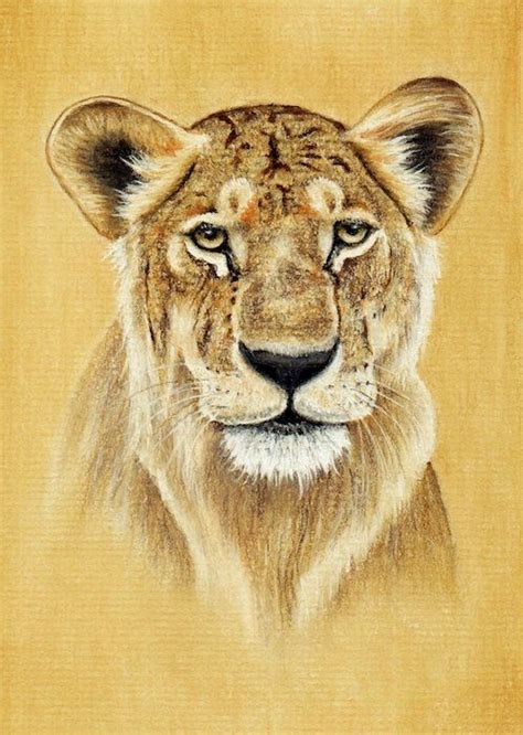Draw These Animals Using Pastel Pencils Imagination Drawing Pastel