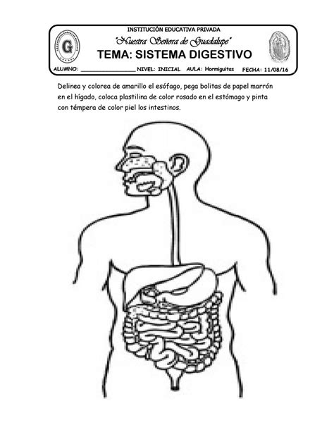 El Sistema Digestivo Para Pintar El Aparato Digestivo Pequeocio