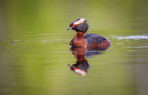 A Guide To Photographing Birds And Wildlife In A Wetland Area