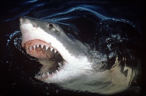 Great White Shark Hd Wallpapers High Quality